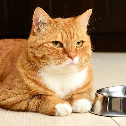KittyFet