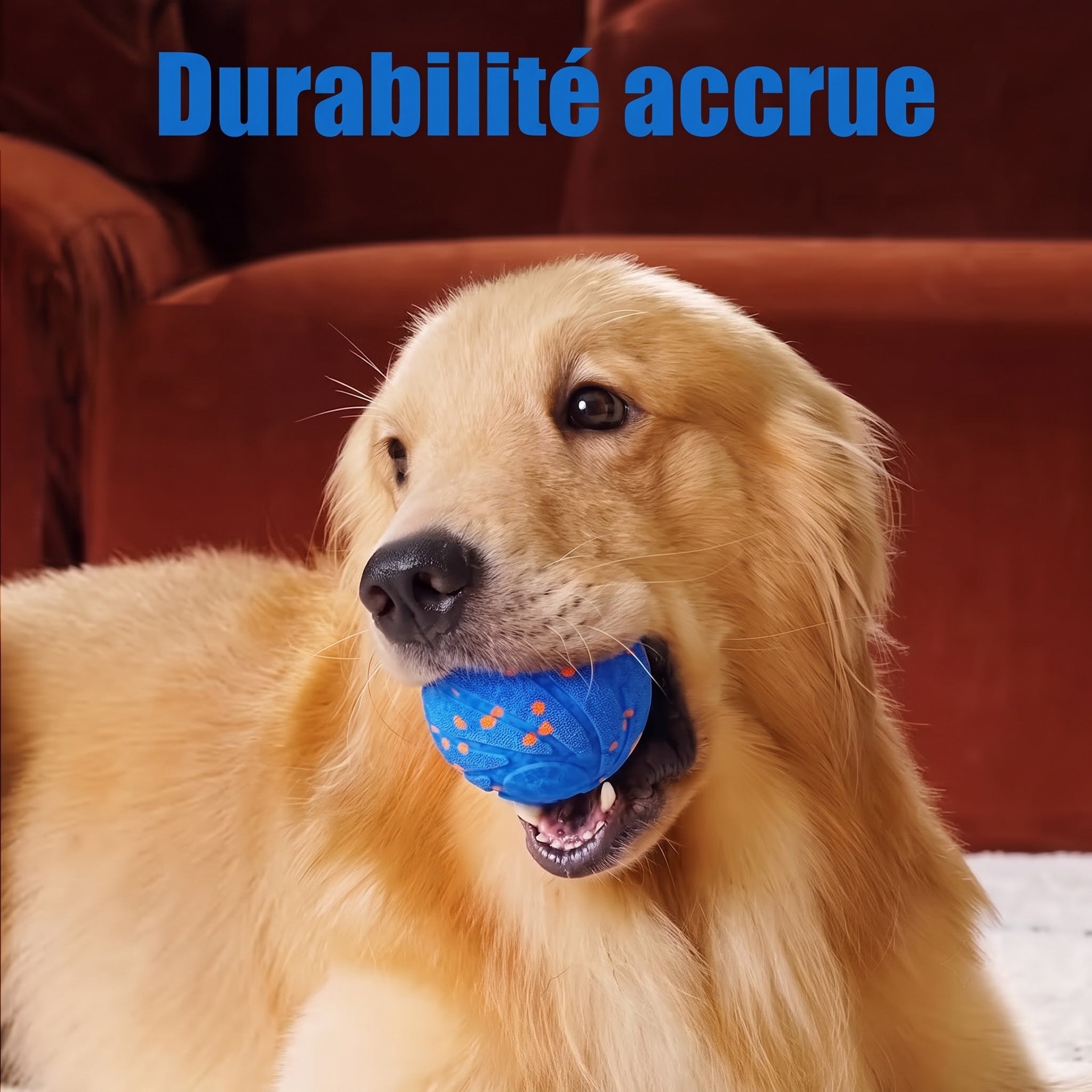PawBounz